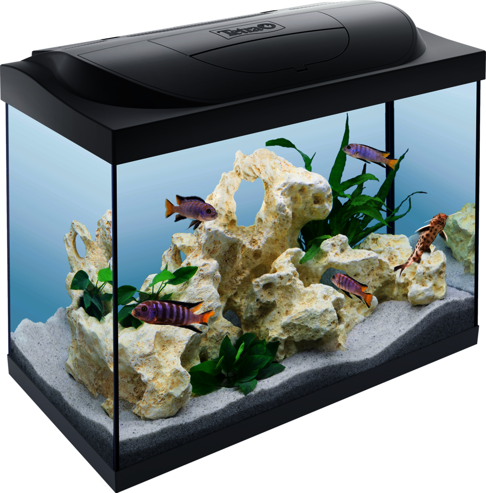 span Dragende cirkel overzee Tetra Starter Line LED 80L aquarium: Tetra