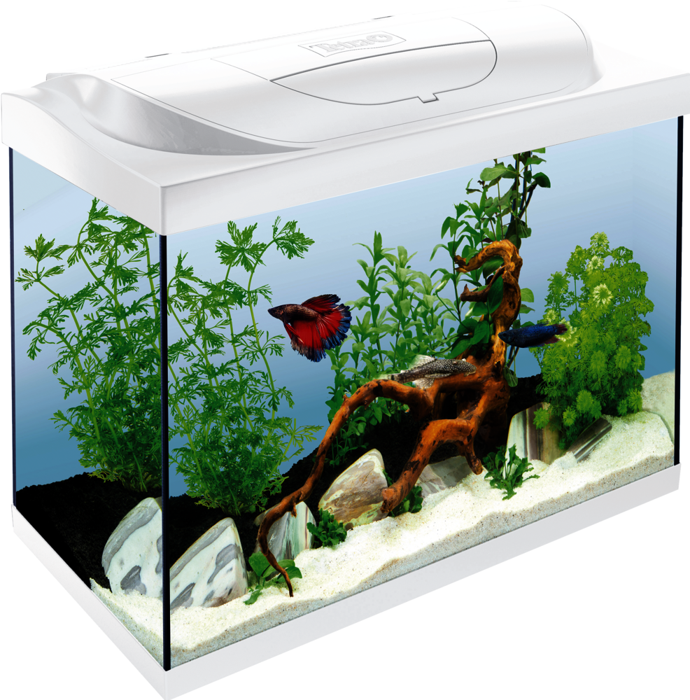 Tetra Starter Line LED 80L Aquarium white Tetra