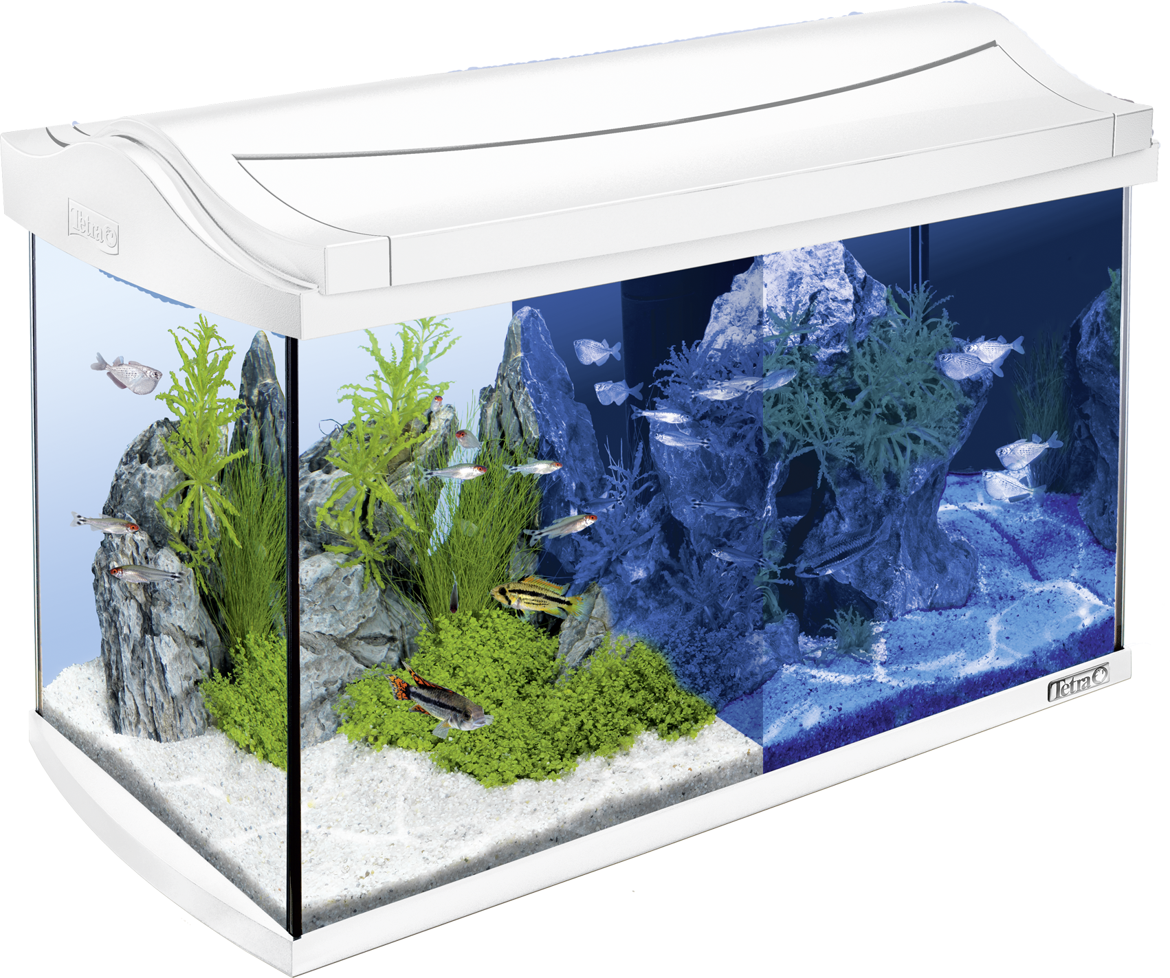 Promoten Onweersbui Druipend Tetra AquaArt LED-aquarium 60L Wit: Tetra