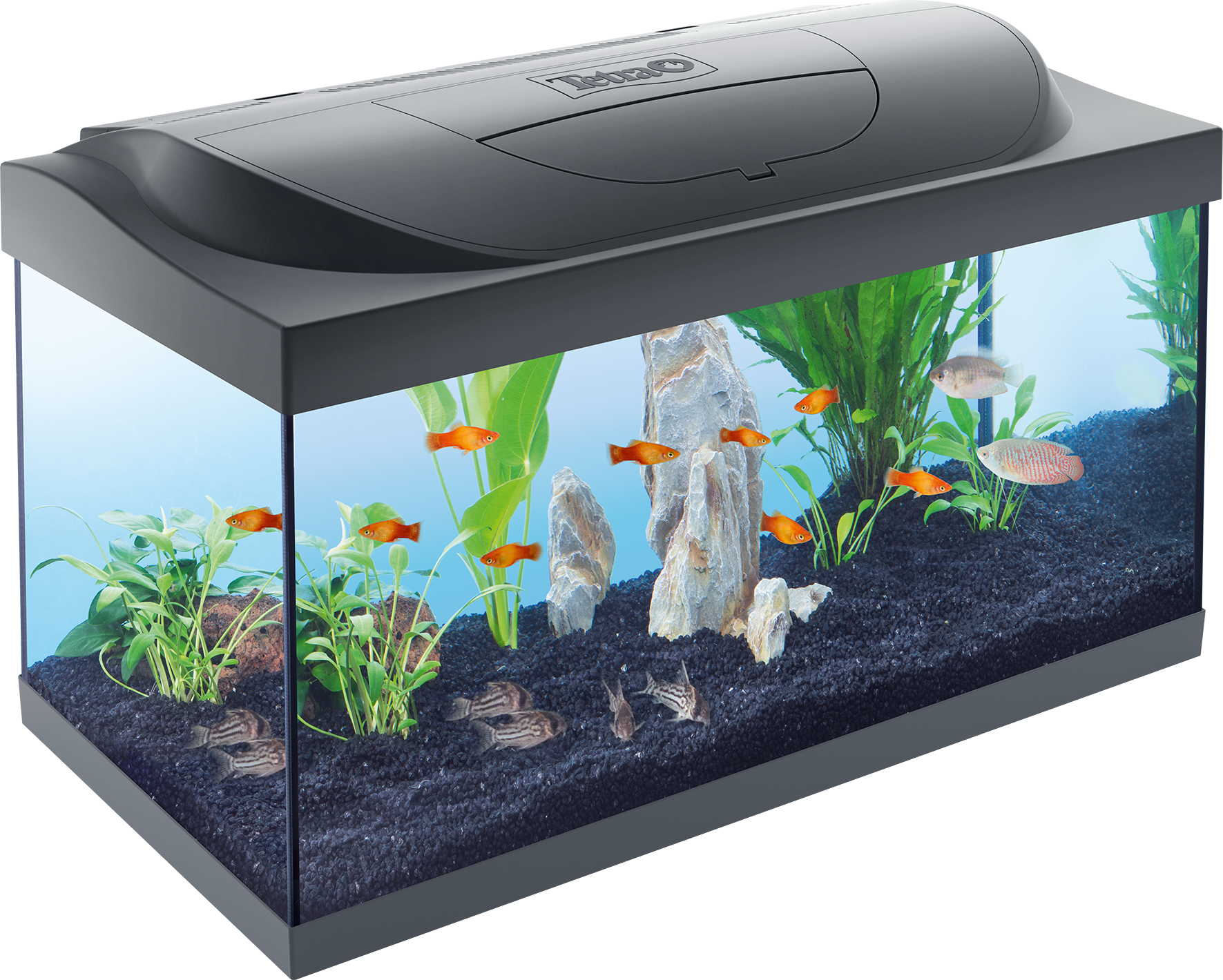 Starter LED 54L aquarium: Tetra