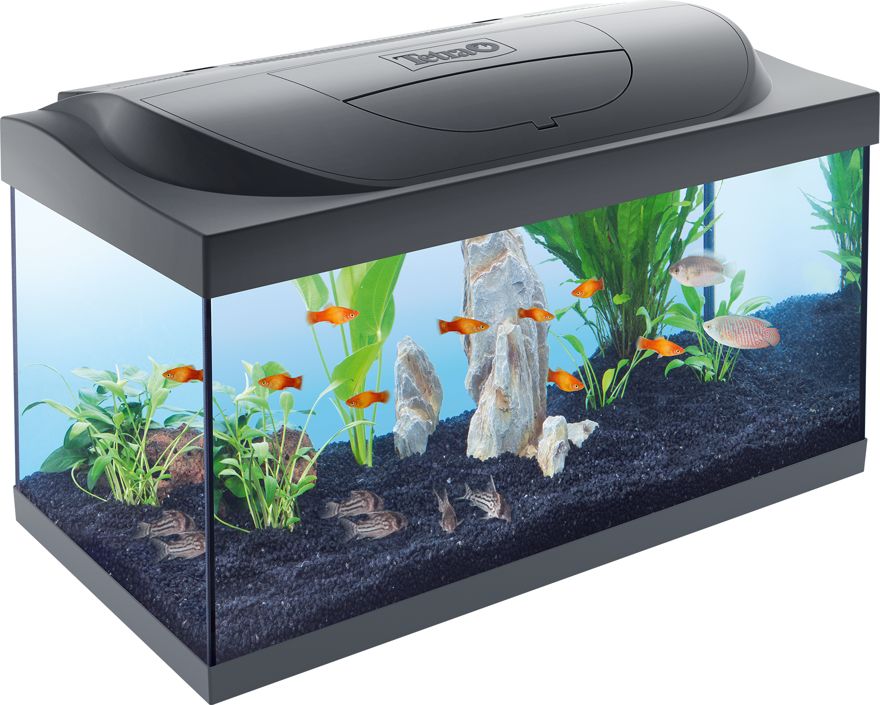 Tetra Aquarium Complet Starter Line 54 L avec Éclairage LED Jour