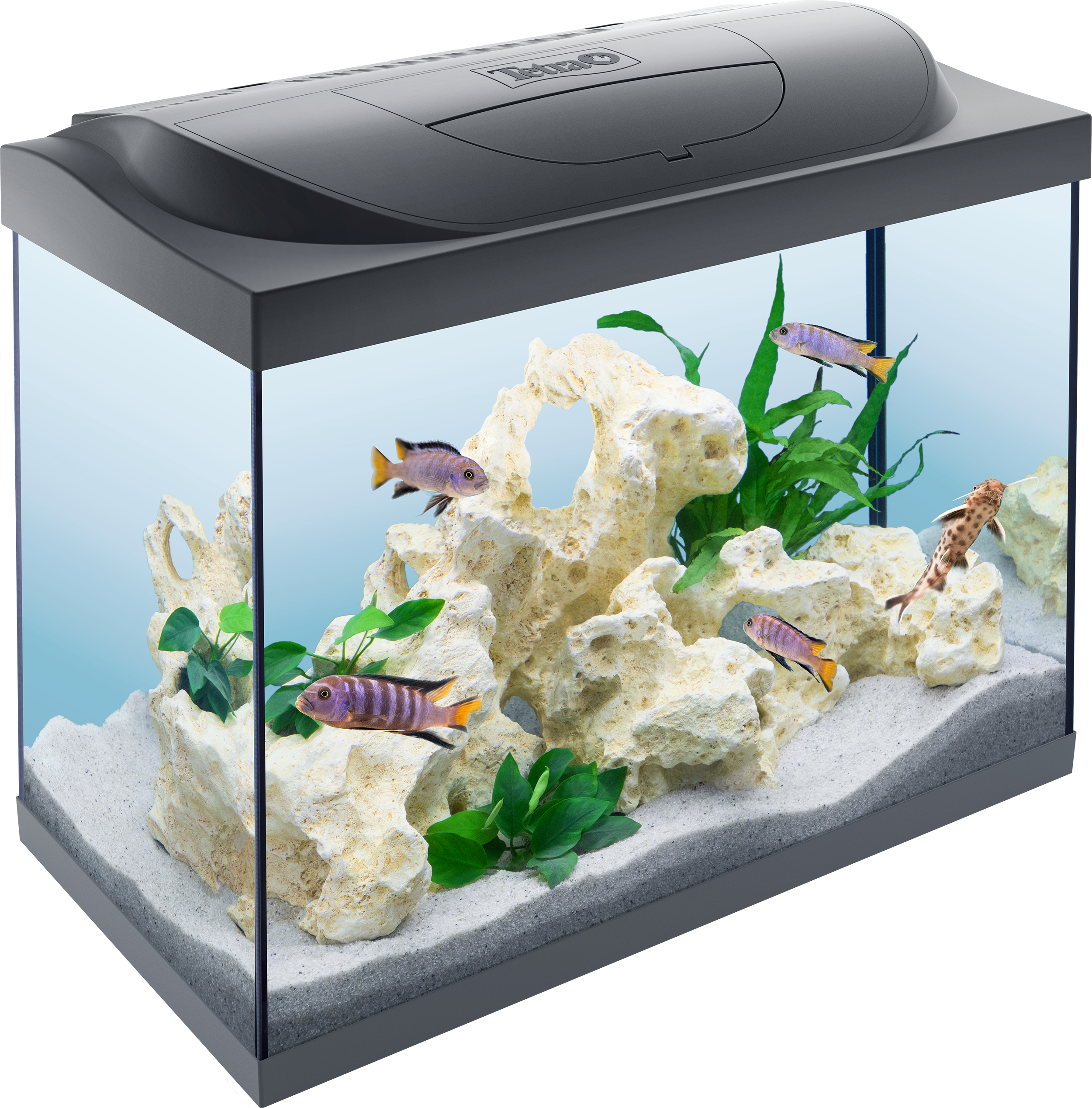 span Dragende cirkel overzee Tetra Starter Line LED 80L aquarium: Tetra