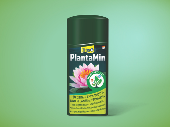 Tetra Plant Care